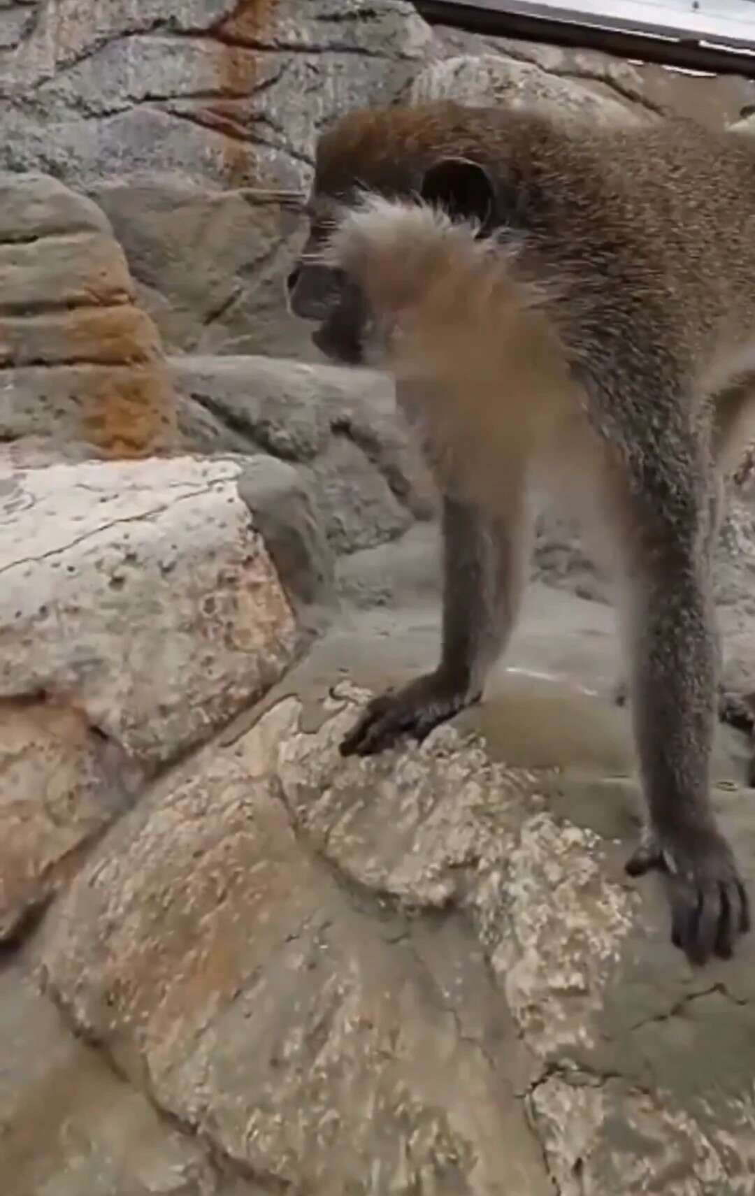 Firari Maymun Koruma Altına Alındı 2